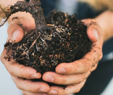 soil